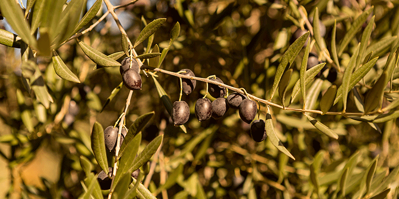 Los-diferentes_métodos_de_producción_del_AOVE