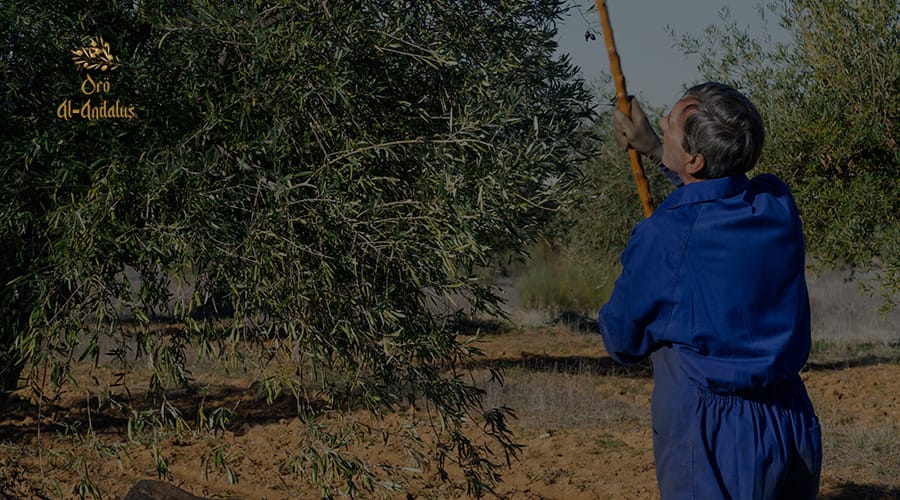 El-Aceite-de-Oliva-en-la-Historia-de-la-Gastronomía-Española