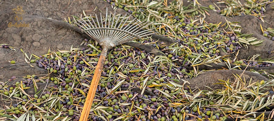 Recolección-de-la-Aceituna