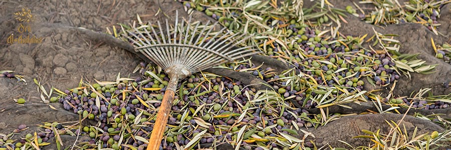 La-Denominación-de-Origen-Protegida-(DOP)-de-Ronda