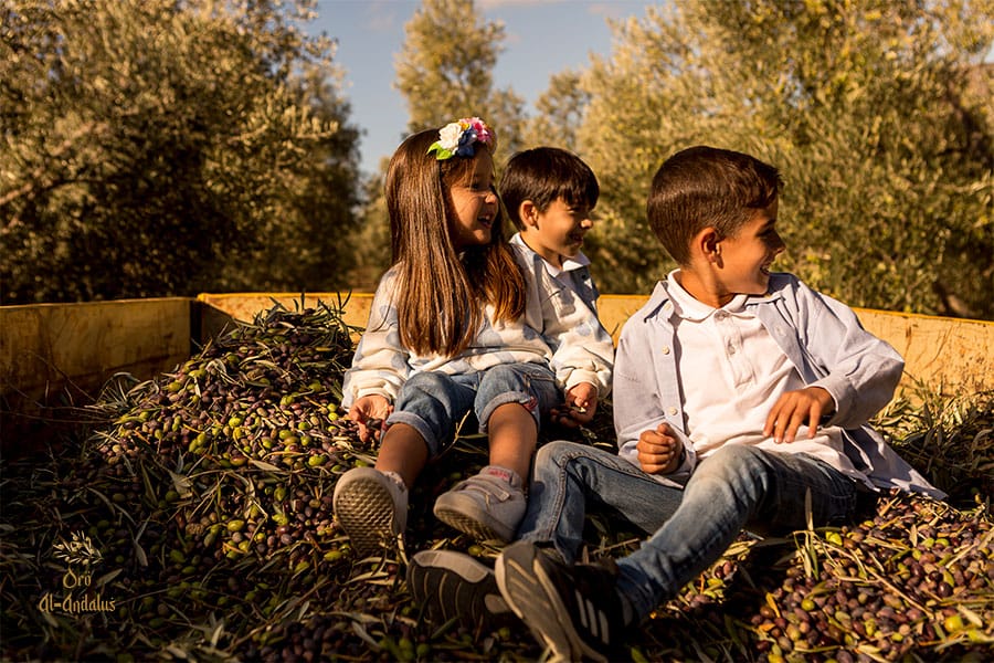 Recolección-de-la-Aceituna