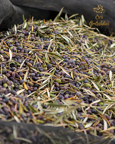 Recolección-de-la-Aceituna