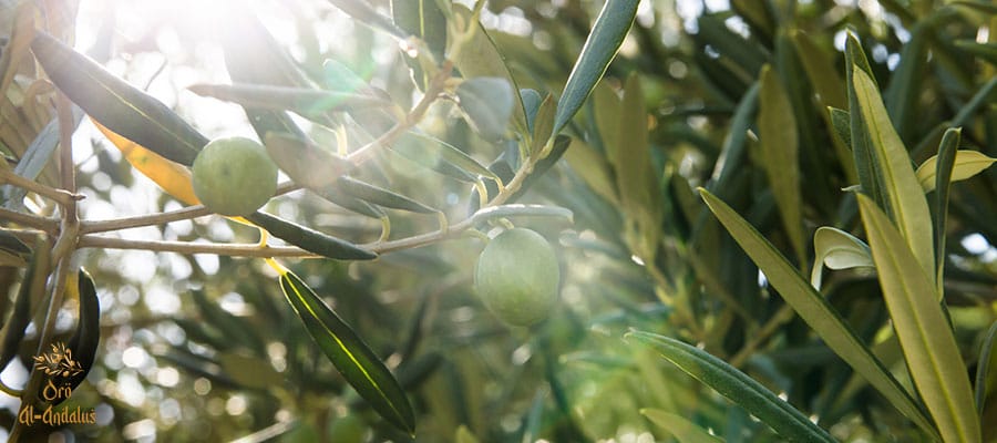 Los-diferentes-métodos-de-riego-para-el-olivar