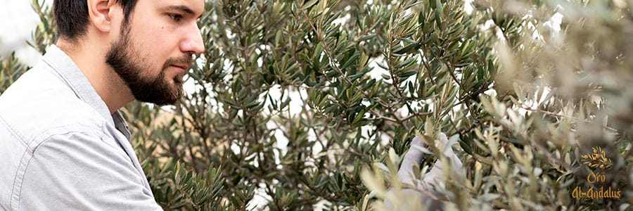 Los-diferentes-métodos-de-riego-para-el-olivar