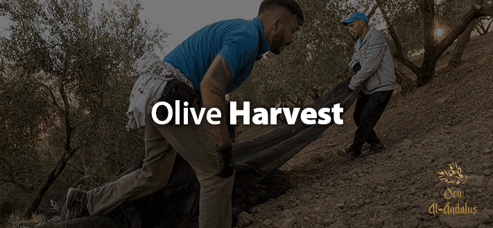 Recolección-de-la-Aceituna