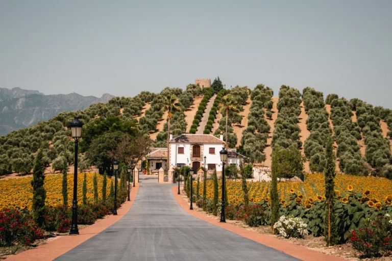 Family estate olive grove in Ronda producing premium Spanish olive oil