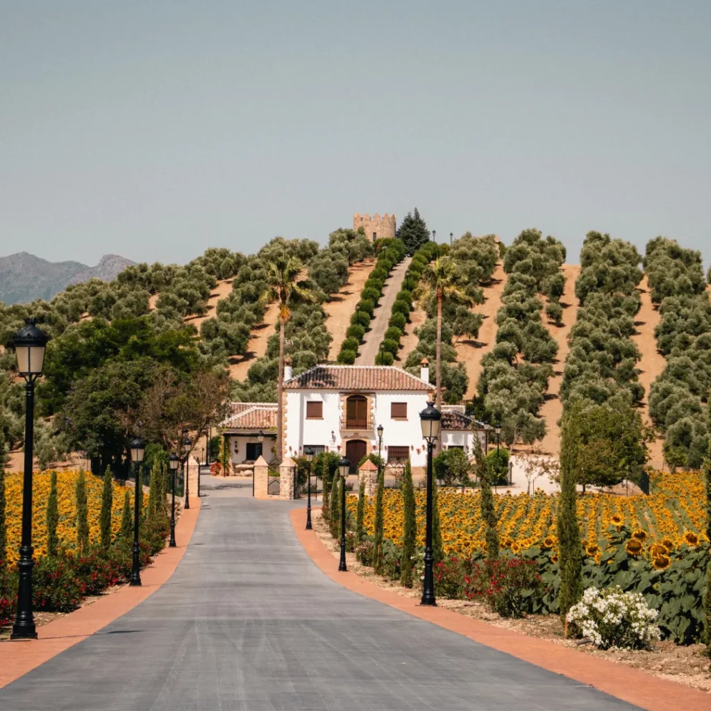 Tree-lined entrance road to El Chantre estate in Ronda, Málaga, with sunflower fields, cypress trees and a hilltop castle surrounded by Picual olive groves