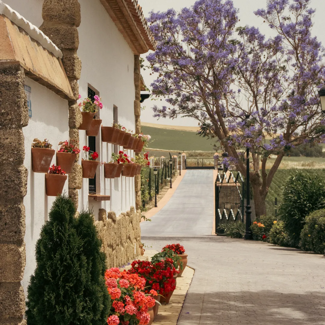 Whitewashed facade of El Chantre estate in Ronda with terracotta flower pots, blooming geraniums, a jacaranda tree and the estate driveway leading to open Andalusian fields