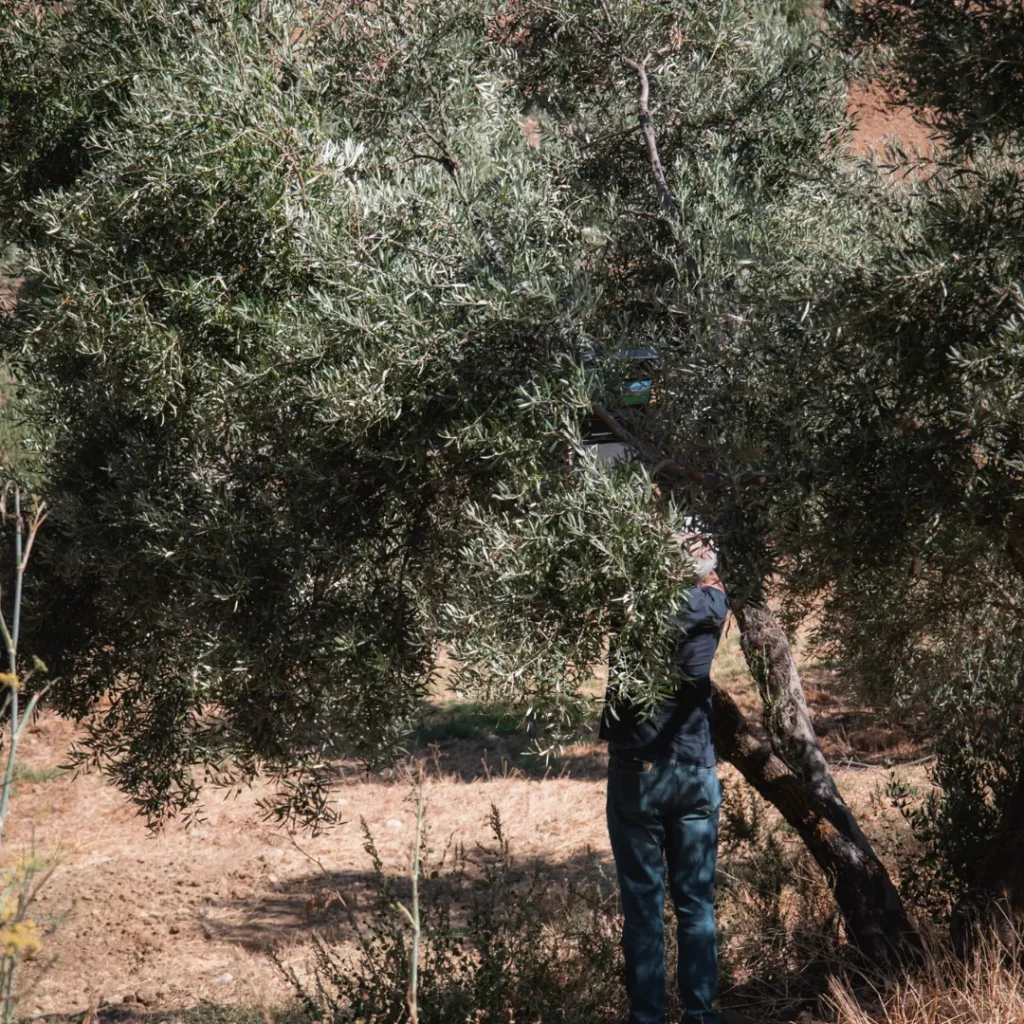 Farmer carefully inspecting the branches of a mature Picual olive tree at El Chantre estate in Ronda, Málaga, during the growing season