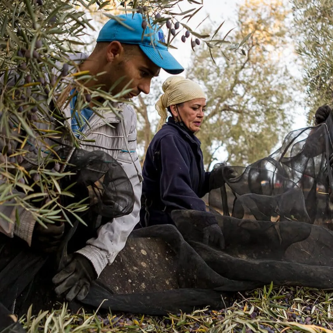 el-chantre-olive-harvest-workers-collecting-nets-ronda