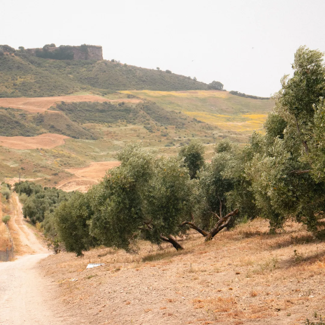 Dirt path through the Picual olive grove at El Chantre estate in Ronda, Málaga, with rolling Andalusian hills and ancient ruins on the hilltop in the background
