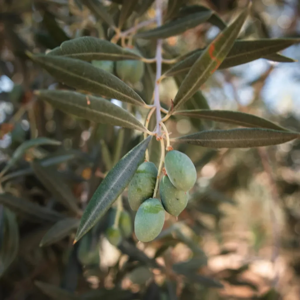 Close-up of early-harvest Picual olives on a branch at El Chantre estate in Ronda, Málaga, showing the vibrant green fruit before the October harvest