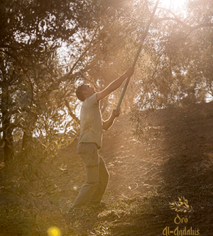 Recolección-de-la-Aceituna
